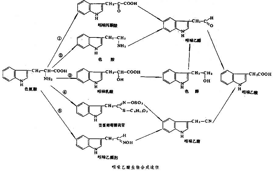 色氨酸生成生长素的路线 色氨酸生成生长素的路线