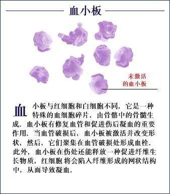 血小板(血液中的有形成分) 血小板(血液中的有形成分)