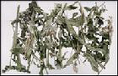 珍珠透骨草 珍珠透骨草