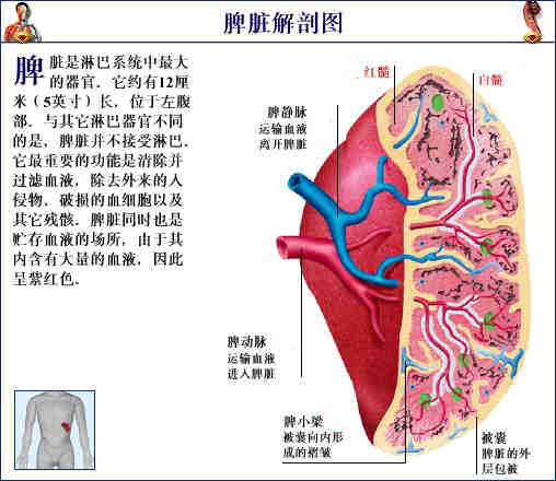 脾脏 脾脏