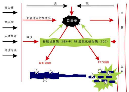 抗氧化酶示意图 抗氧化酶示意图