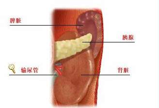 肾衰 肾衰