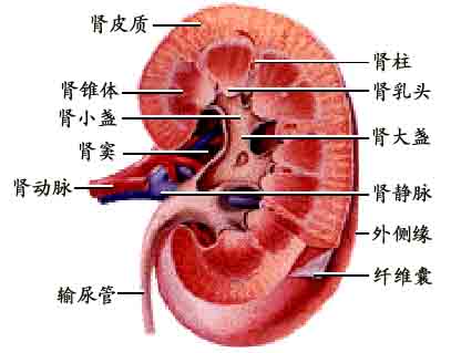 肾衰竭 肾衰竭
