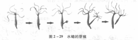 无性繁殖 无性繁殖