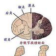 灰质簇