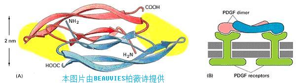 PDGF分子结构示意图 PDGF分子结构示意图