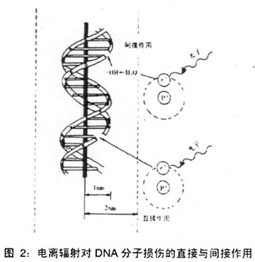 蜂毒肽防辐霜 蜂毒肽防辐霜