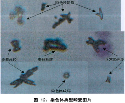 蜂毒肽防辐霜 蜂毒肽防辐霜
