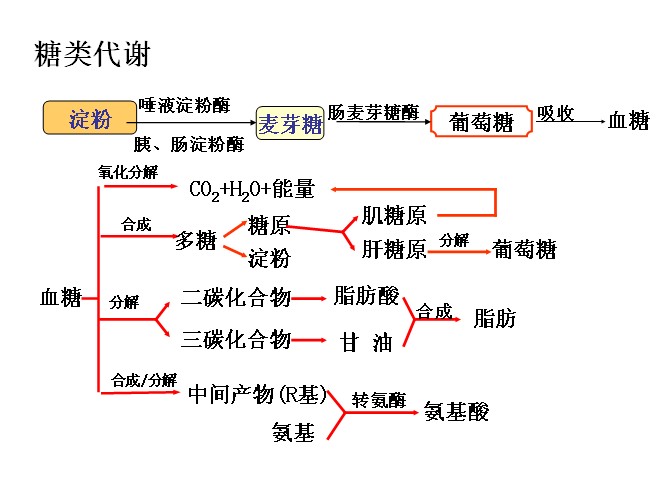 糖类代谢 糖类代谢