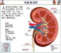 肾前性肾功能衰竭 肾前性肾功能衰竭