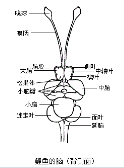 鱼脑 鱼脑