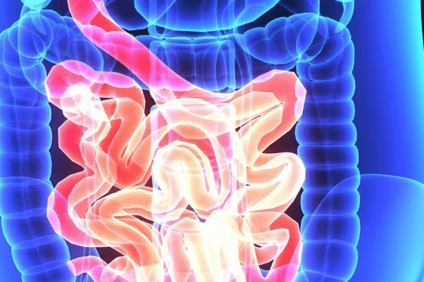 瘤胃微生物学 瘤胃微生物学