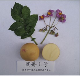 定薯1号 定薯1号