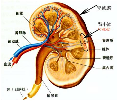 慢性肾功能不全