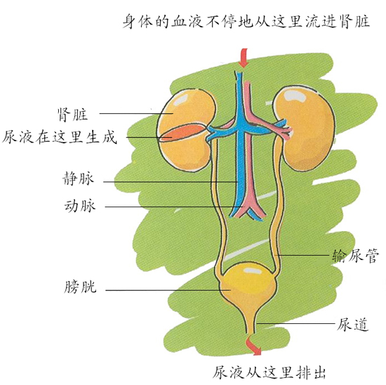 肾衰 肾衰
