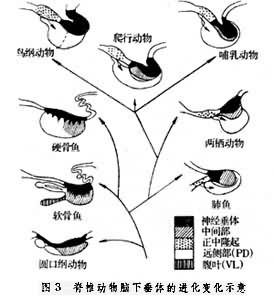 下丘脑-垂体系统 下丘脑-垂体系统