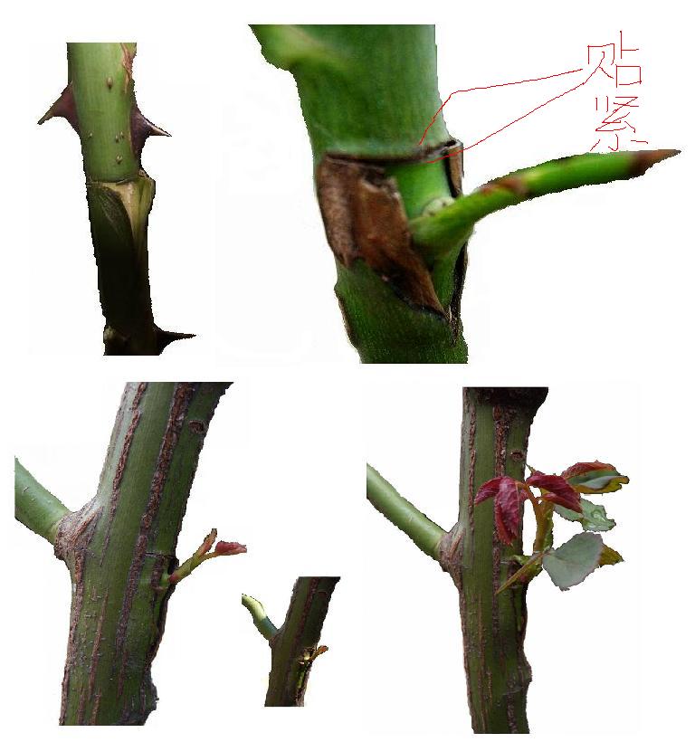 无性繁殖 无性繁殖