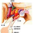 下丘脑综合症