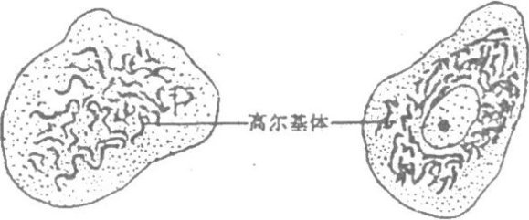 高尔基体 高尔基体