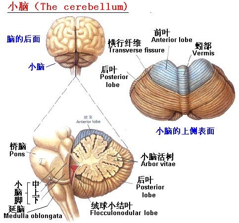 小脑 小脑