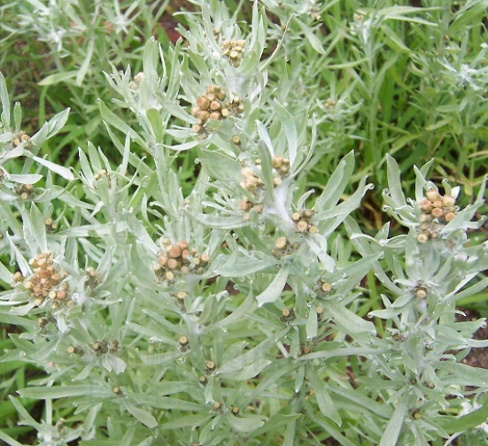 火绒草(植物)
