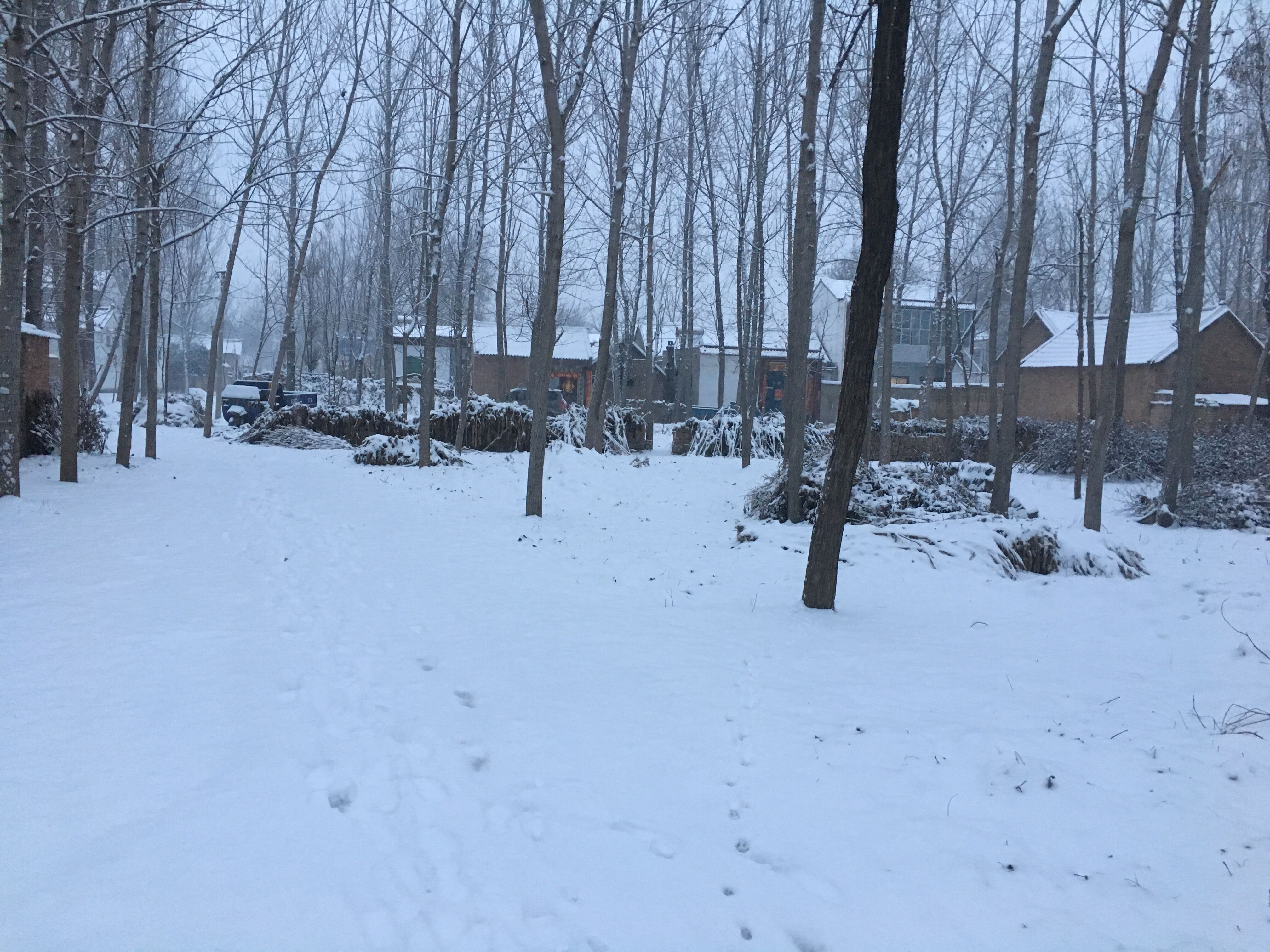 赵庄雪景 赵庄雪景