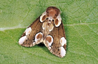 Thyatira batis (Linnaeus 1758) Thyatira batis (Linnaeus 1758)