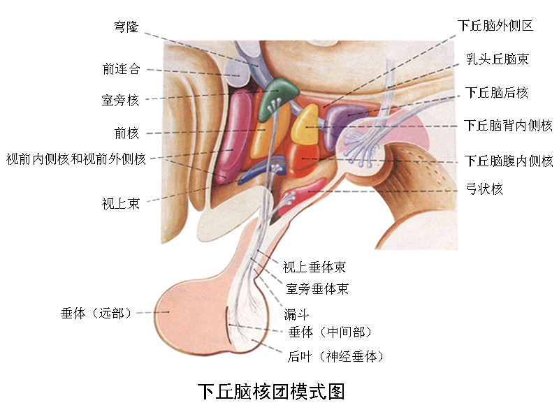下丘脑-垂体-肾上腺轴