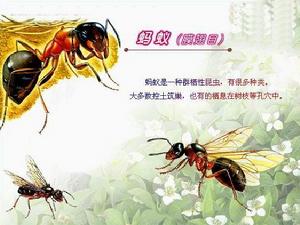 膜翅目 膜翅目