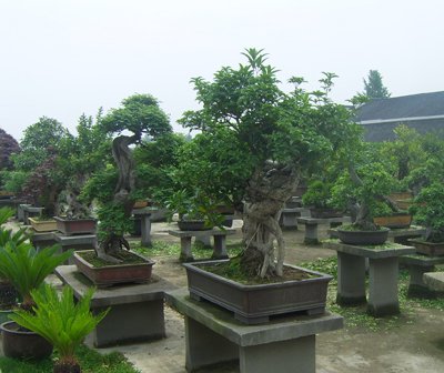 滕头村的盆景园 滕头村的盆景园