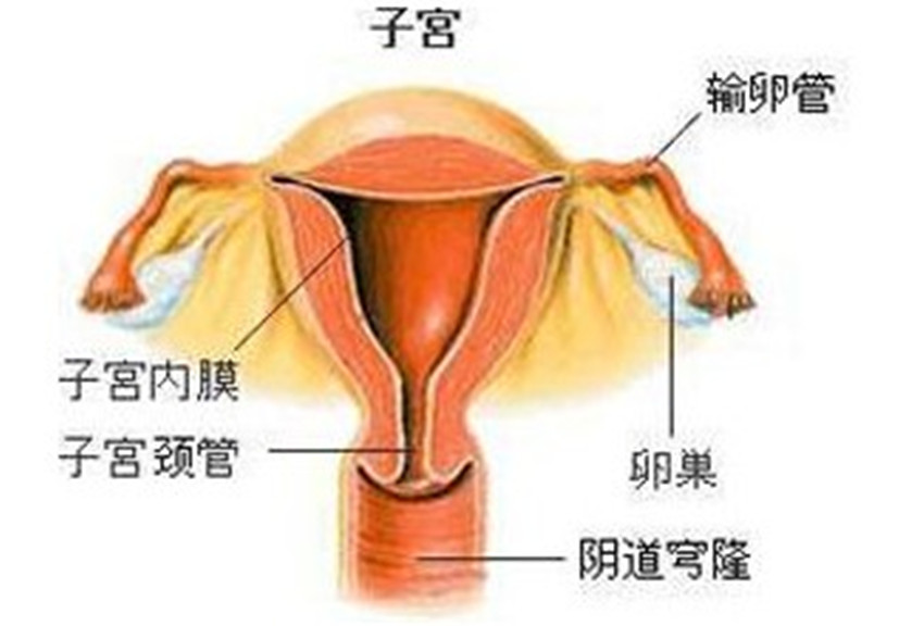 输卵管阻塞 输卵管阻塞