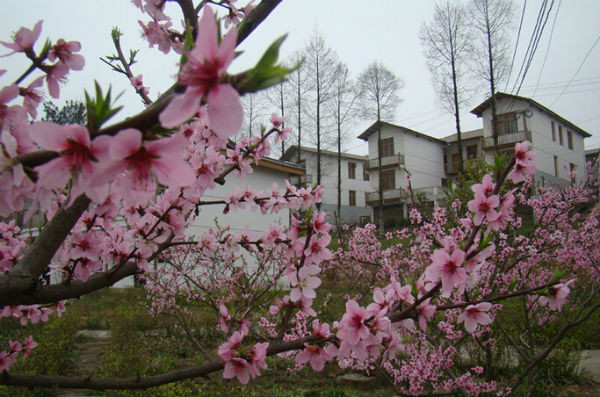 柳州城 柳州城