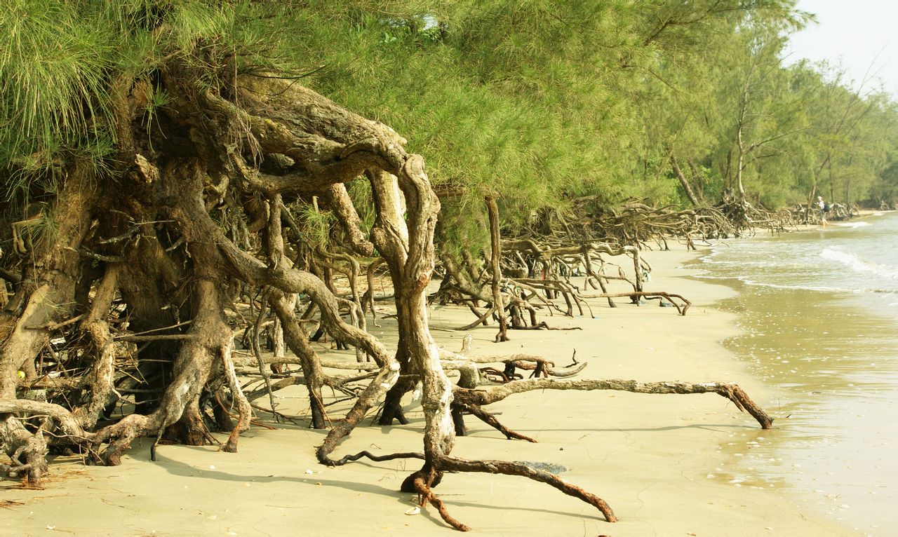 月亮湾-鯆鱼澫树根 月亮湾-鯆鱼澫树根
