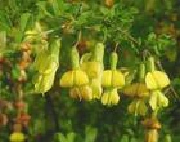 金雀花 金雀花