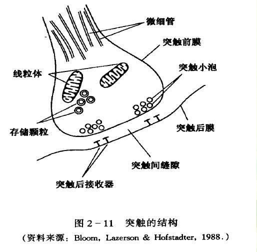脑细胞 脑细胞