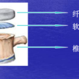椎体终板