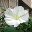 裂叶月光花