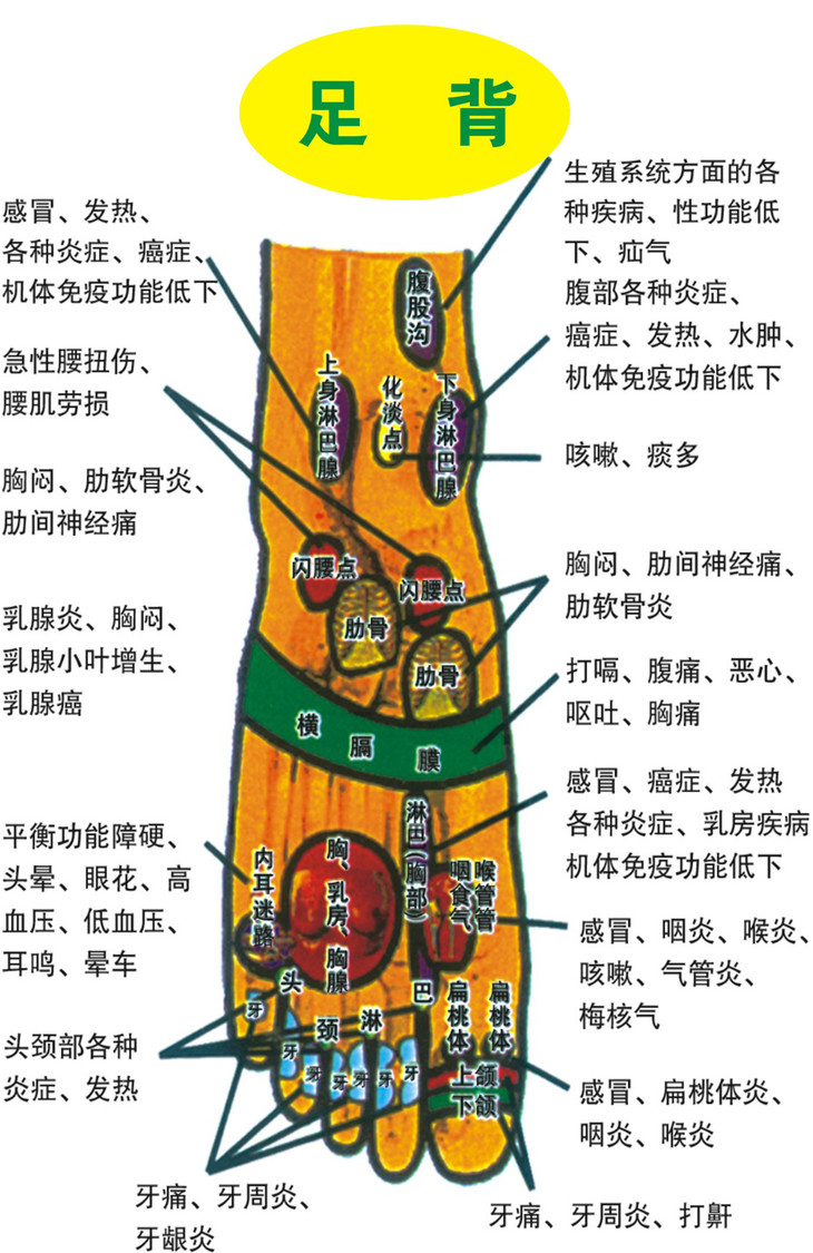 小脑反射区