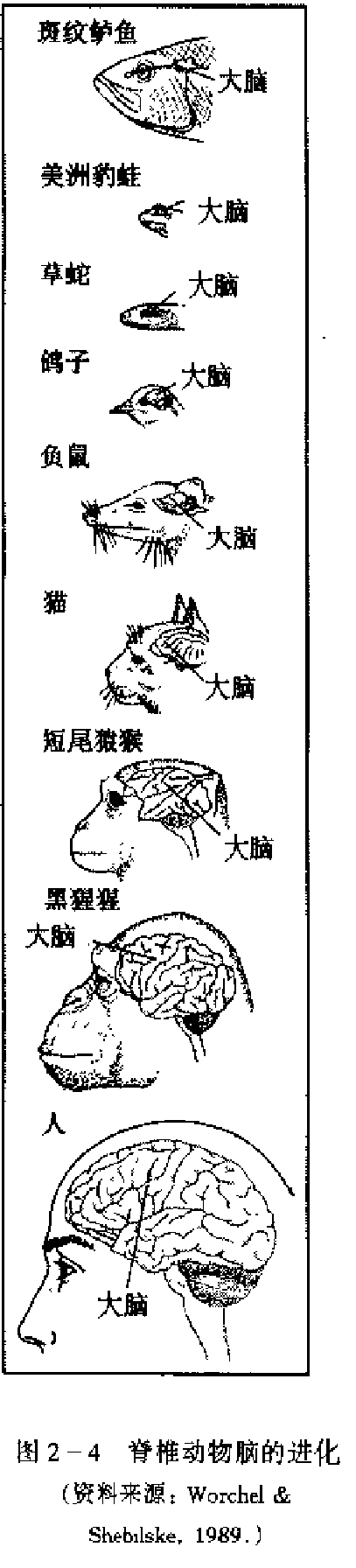 脑的进化 脑的进化