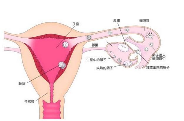 妊娠子宫