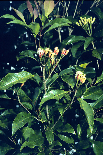 丁香油(植物提取物) 丁香油(植物提取物)