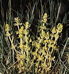 长柱花属(Crucianella) 长柱花属(Crucianella)