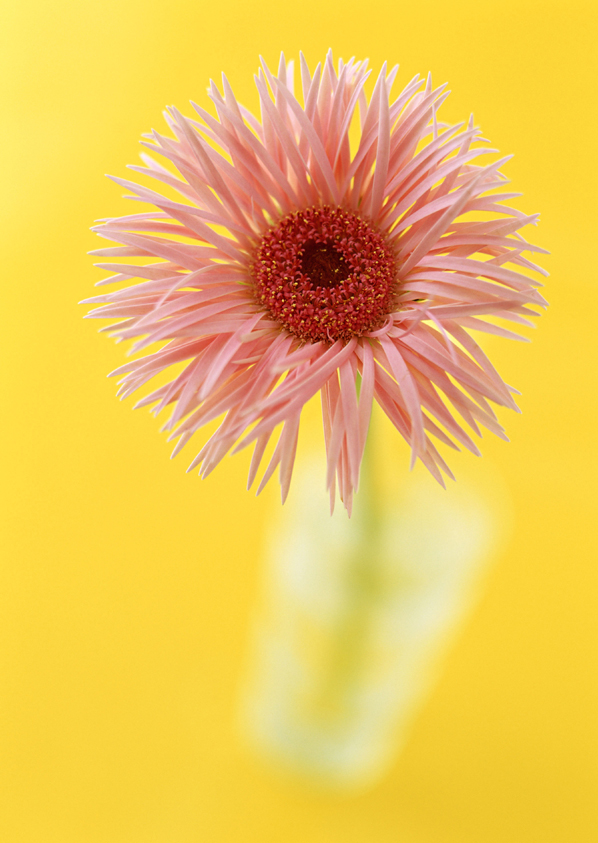 花的世界 花的世界