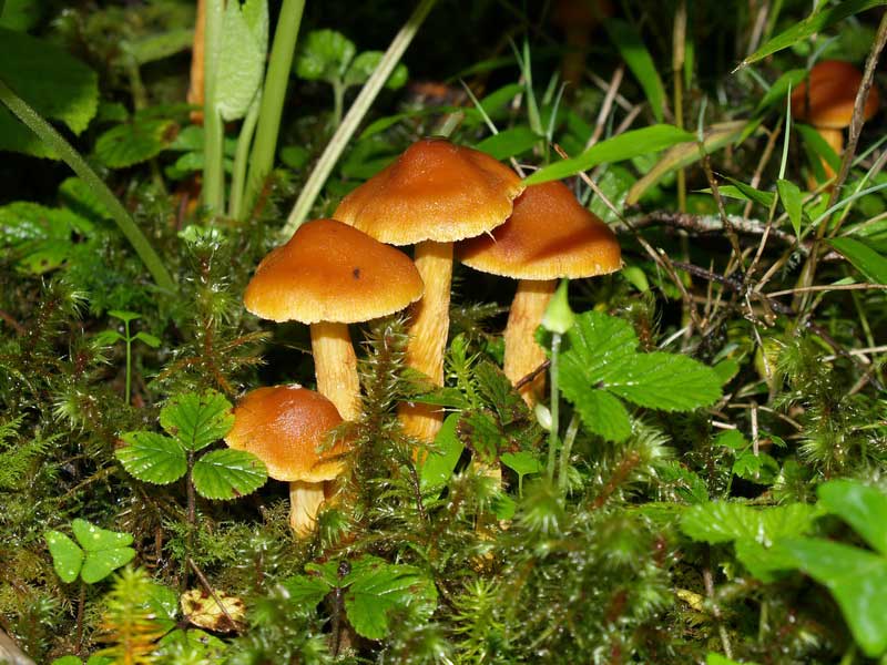 野生菌 野生菌