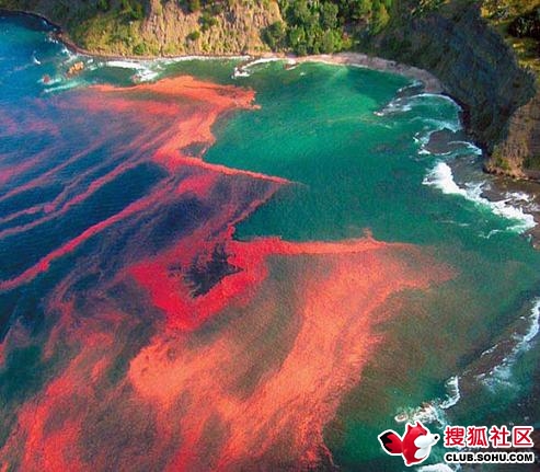赤潮 赤潮