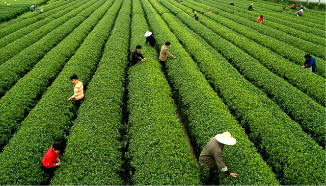 松阳茶 松阳茶