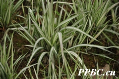 燕麦草 Arrhenatherum elatius 燕麦草 Arrhenatherum elatius