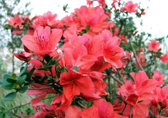 Azalea Azalea