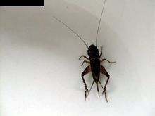 蟋蟀(蛐蛐(蟋蟀的别称)) 蟋蟀(蛐蛐(蟋蟀的别称))