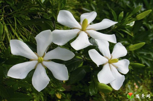 栀子花(林兰(栀子花的别名)) 栀子花(林兰(栀子花的别名))